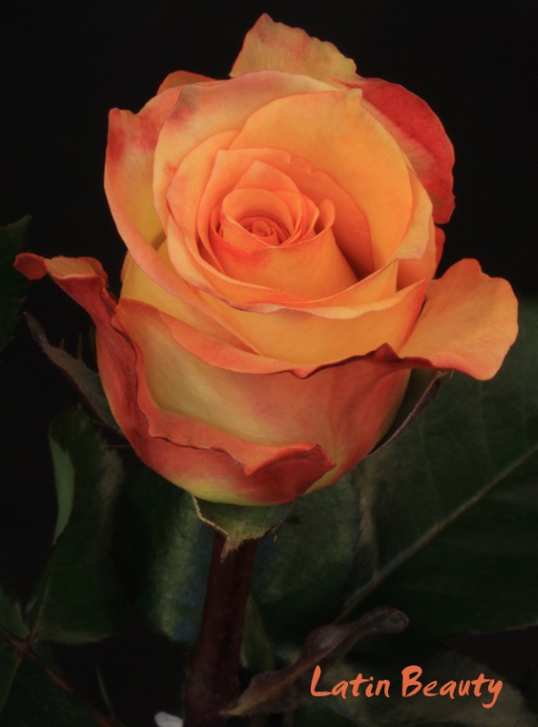 Latin Beauty Roses 102